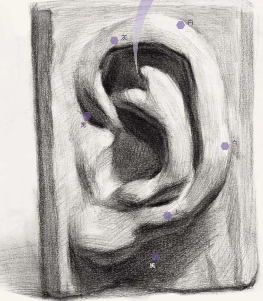 素描耳朵怎么画？南京画室全方位解析耳朵画法！1