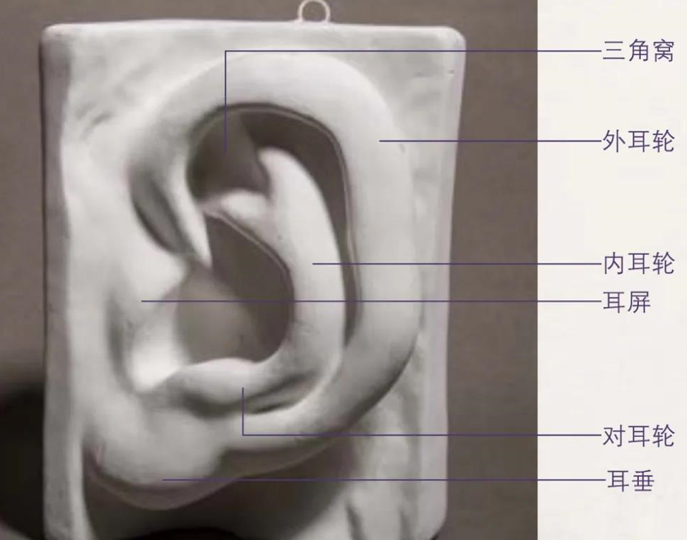 素描耳朵怎么画？南京画室全方位解析耳朵画法！